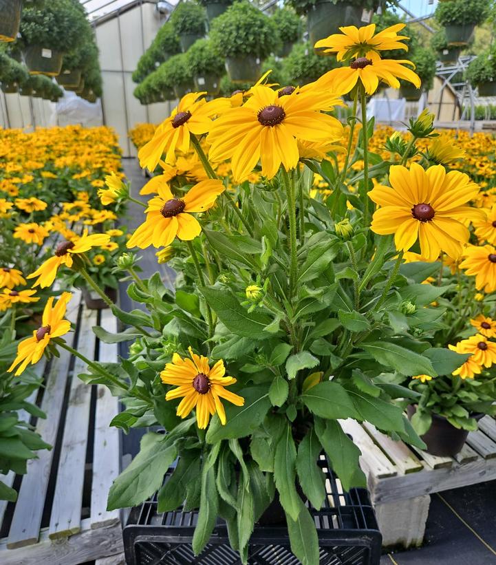 RUDBECKIA HIRTA `SUNSPOT YELLOW BICOLOR`