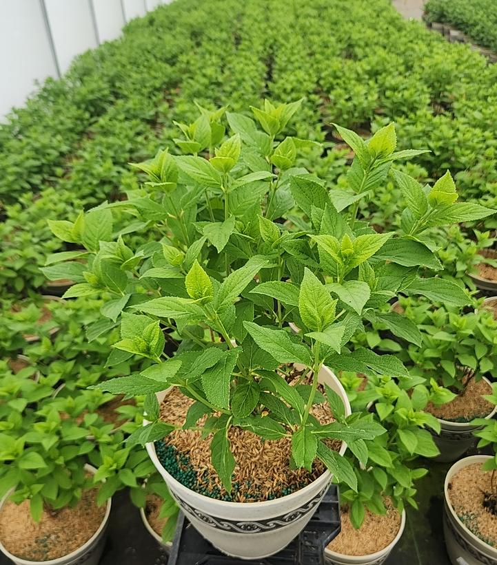 HYDRANGEA PAN. `PANFLORA`