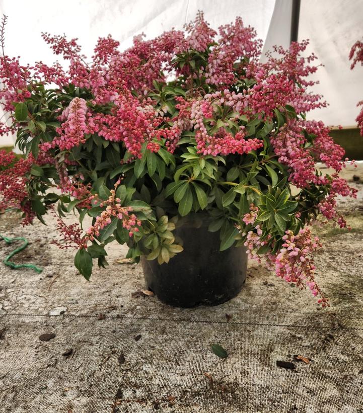 PIERIS JAP. ENCHANTED FOREST `IMPISH ELF`