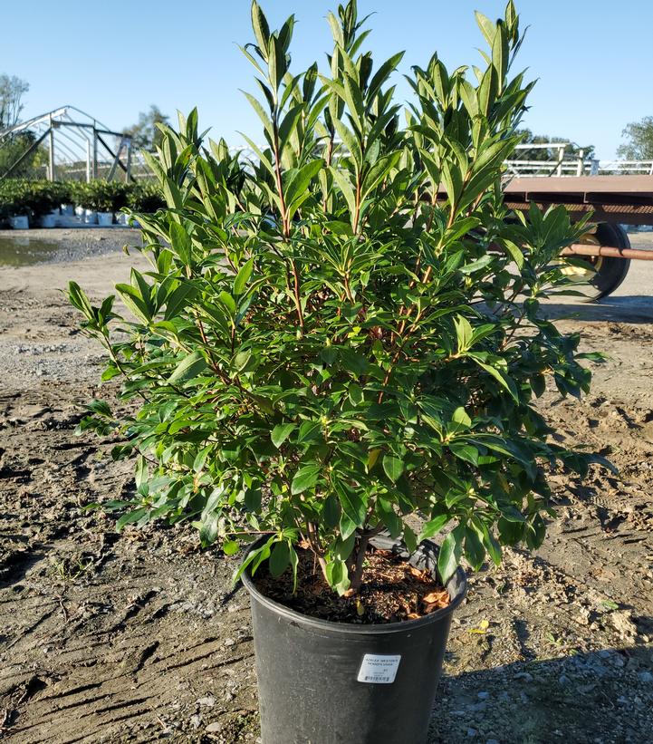 AZALEA `WESTON'S PENNSYLVANIA`