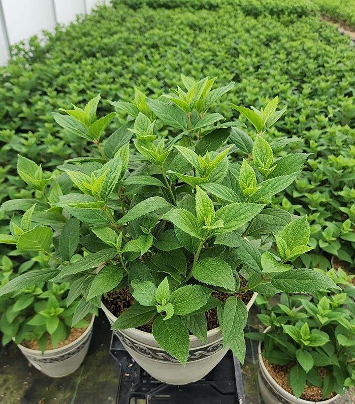 HYDRANGEA PAN. `PANORAMA`
