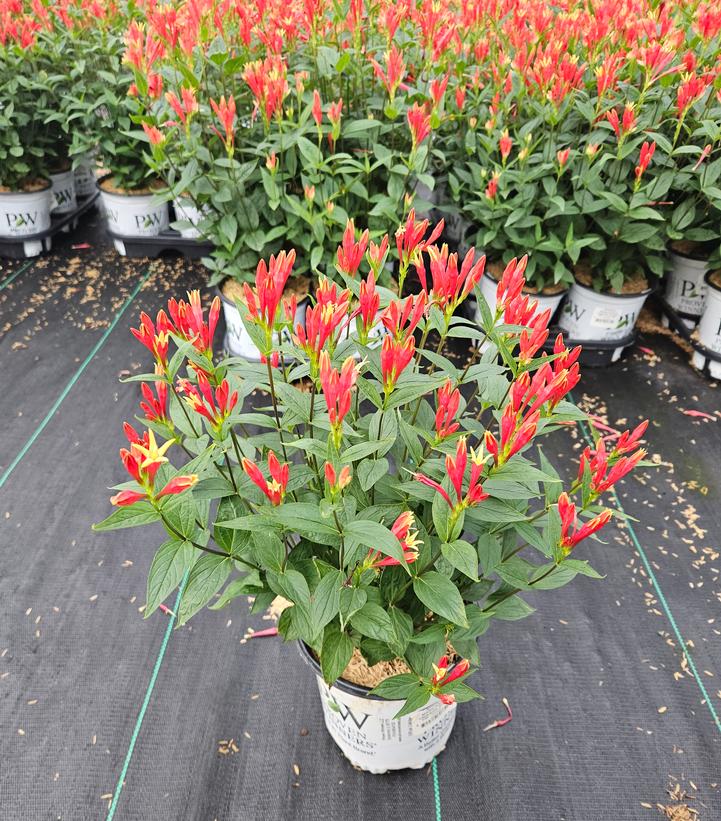 SPIGELIA MARILANDICA `ORANGE SLICES`