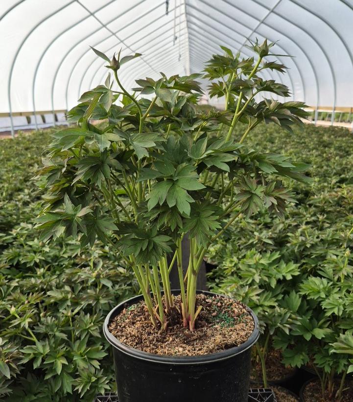 PAEONIA ITOH `FIRST ARRIVAL`
