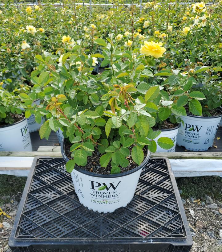 ROSA REMINISCENT `YELLOW`