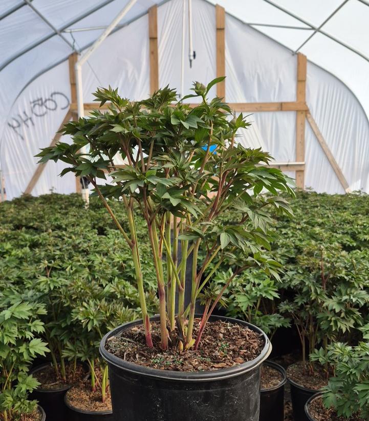 PAEONIA ITOH `SCARLET HEAVEN`