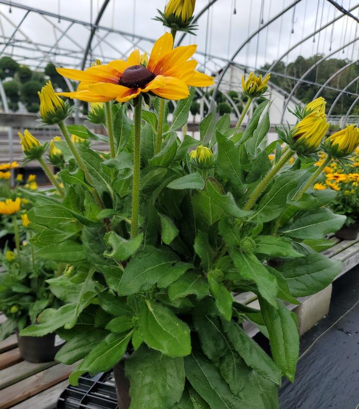 RUDBECKIA SUNBECKIA® `MARILYN`