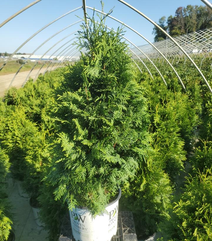 THUJA OCCIDENTALIS 'SASQUATCH DARK GREEN'