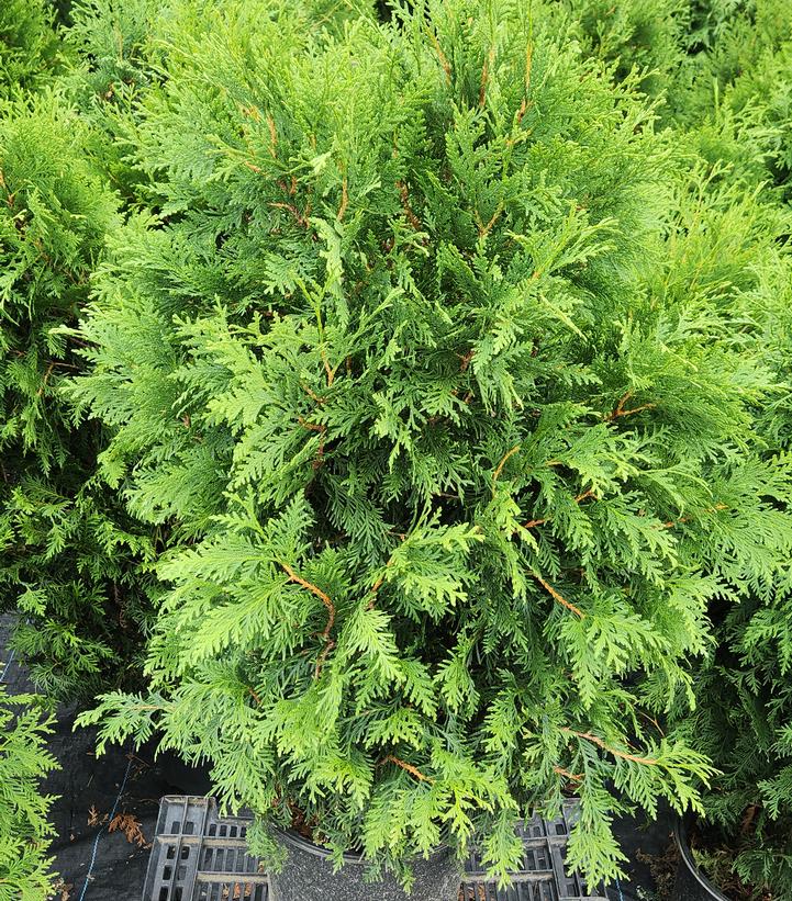 THUJA OCCIDENTALIS `TWILIGHT SPIRE`-Eastern Arborvitae; Northern White Cedar