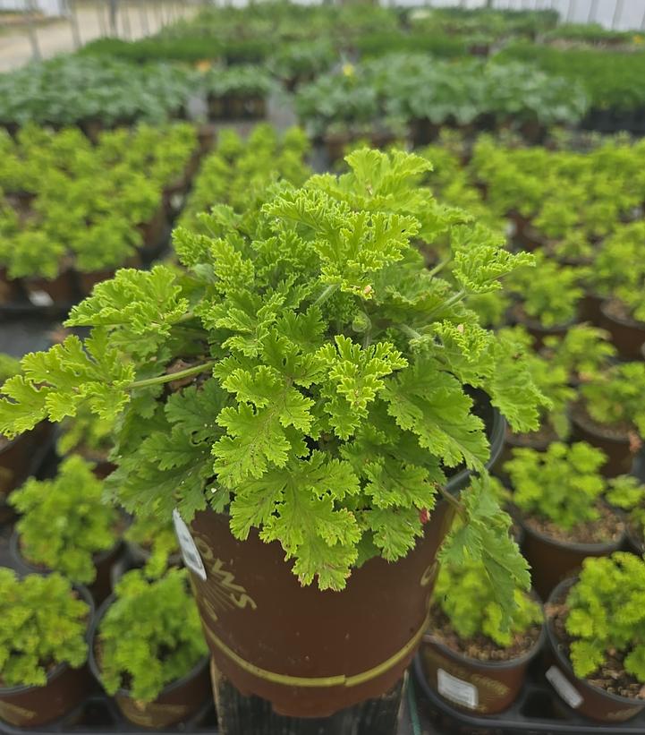 PELARGONIUM `CONCOLOR LACE`