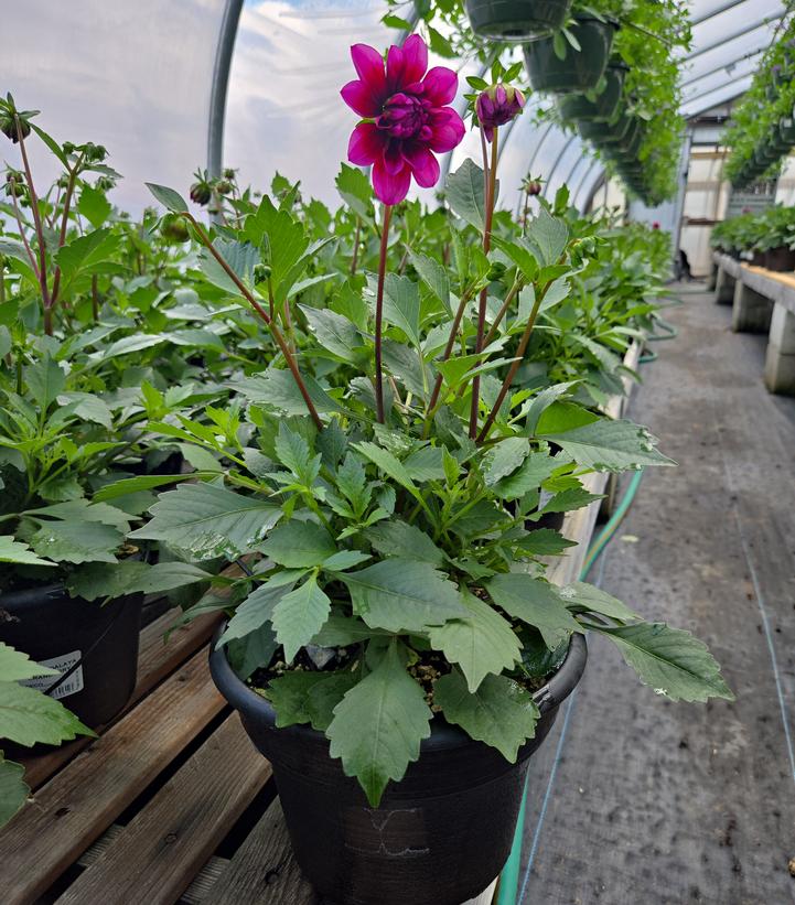 DAHLIA DALAYA `CRANBERRY`