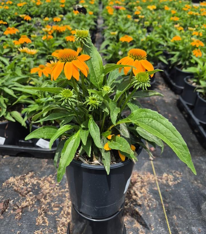 ECHINACEA GUATEMALA™ GOLD-Coneflower