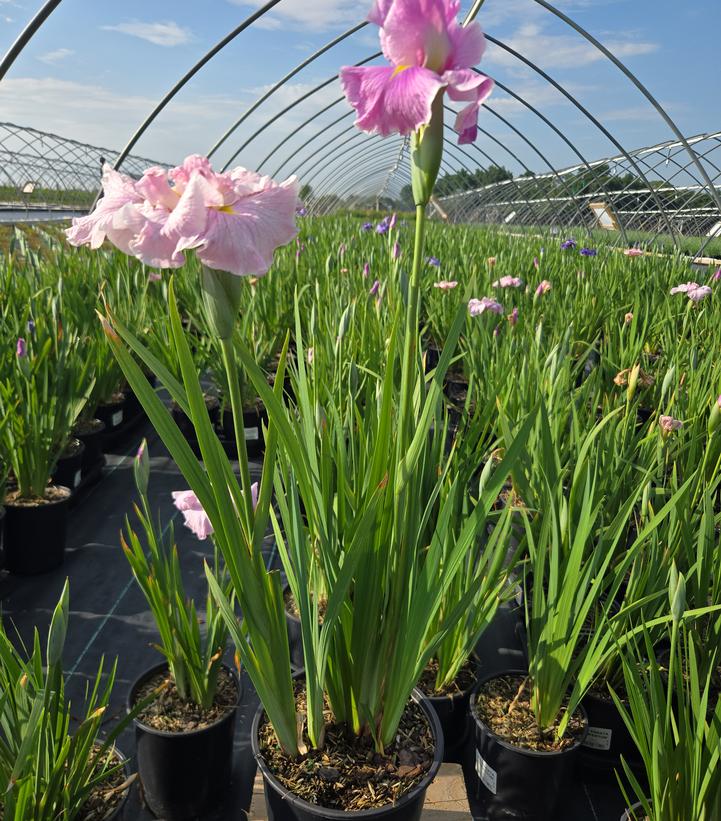 IRIS ENSATA `PINKERTON`-Iris