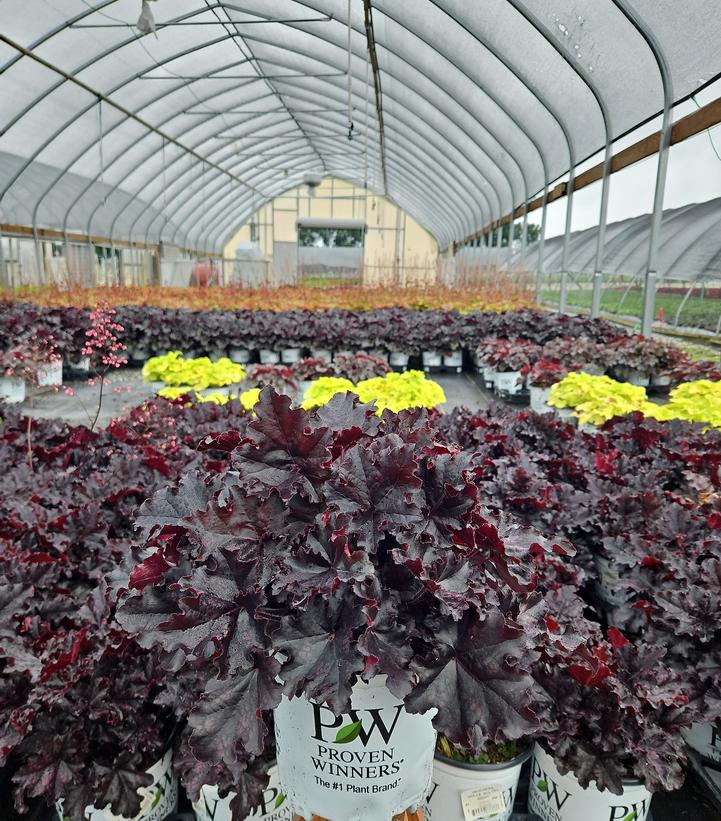 HEUCHERA DOLCE `SULTRY NIGHT`-Coral Bells