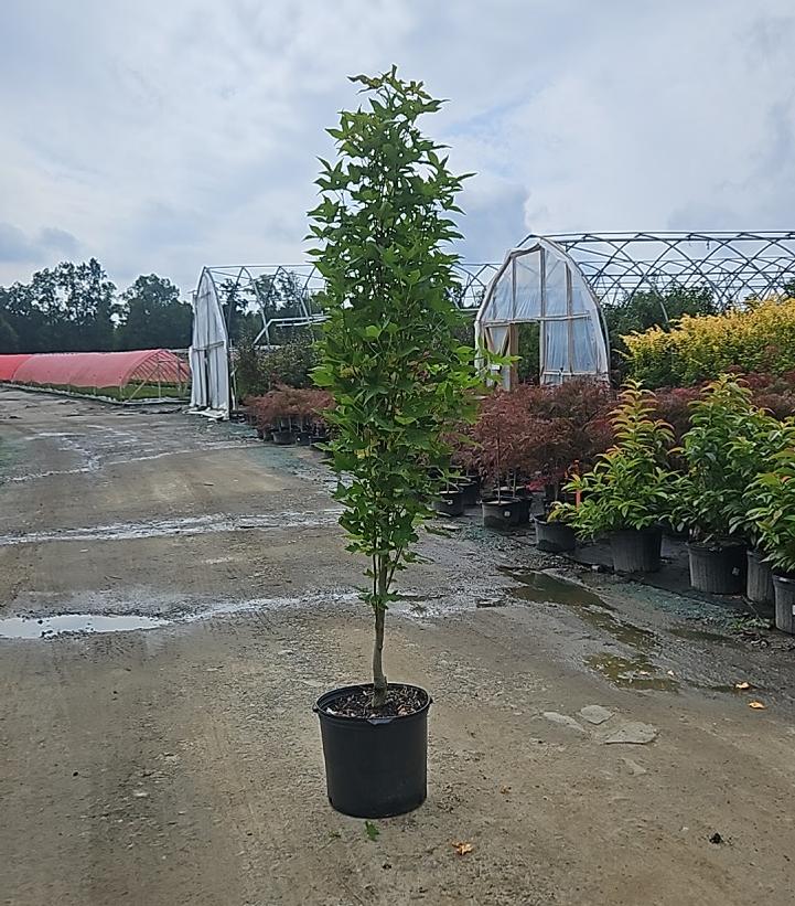 LIQUIDAMBAR STYRACIFLUA `STRAIGHT UP!`-Sweetgum