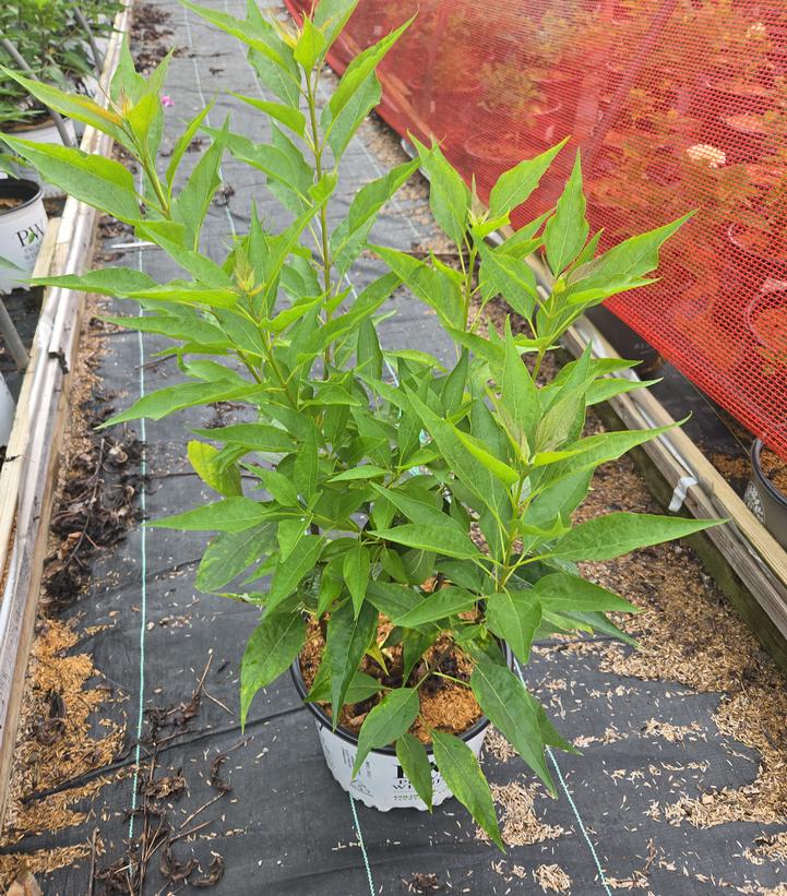 CHITALPA TASHKENTESIS `EL NINO®`-El Niño chitalpa