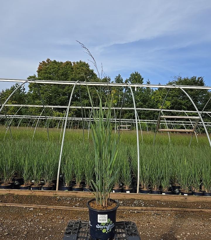PANICUM DREAM CATCHER® LIGHTNING BOLT®-Switchgrass