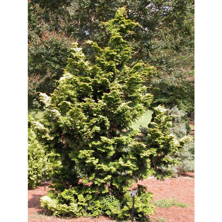 CHAMAECYPARIS. obt. Confucius-Hinoki cypress