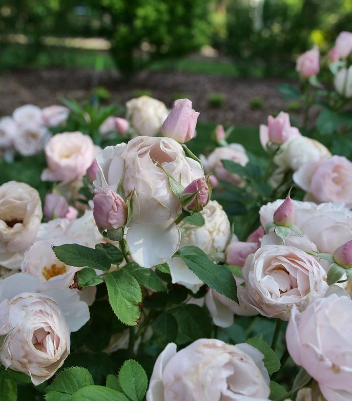 ROSA FLAVORETTE `PEAR'D`