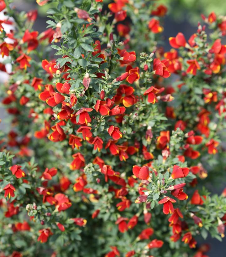 CYTISUS `SISTER REDHEAD`
