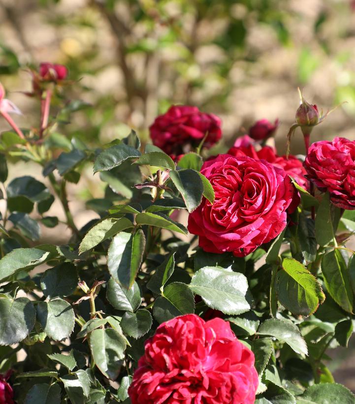 ROSA `TRUE ENDEARMENT`