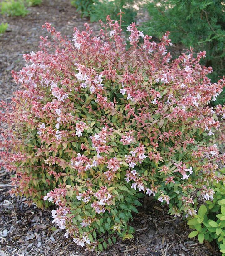 ABELIA X GRANDIFLORA `POCO LOCO`