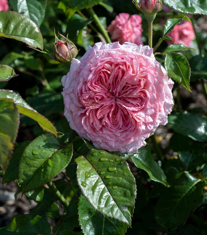 ROSA `ROMANTICA BALL GOWN`