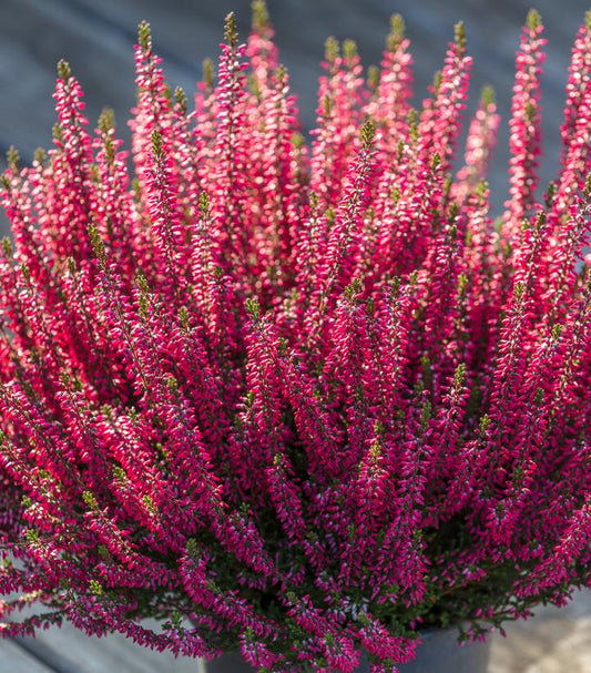 CALLUNA VULGARIS BEAUTY LADIES - RED