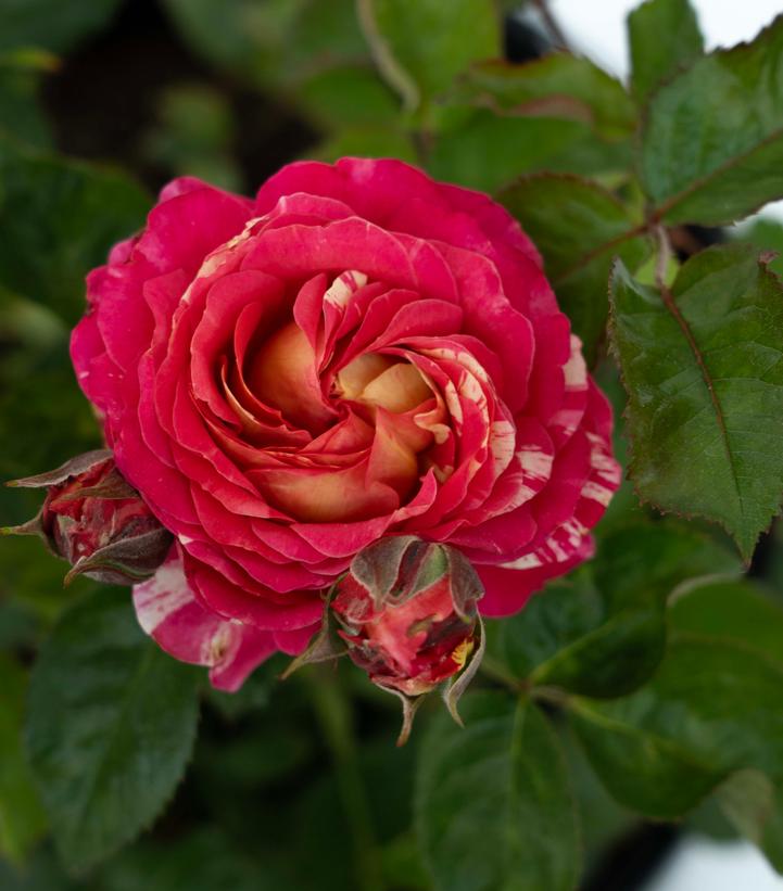 ROSA `WINNING STREAK`