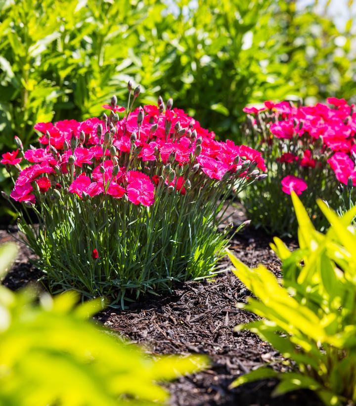 DIANTHUS GLAMOUR TIME™