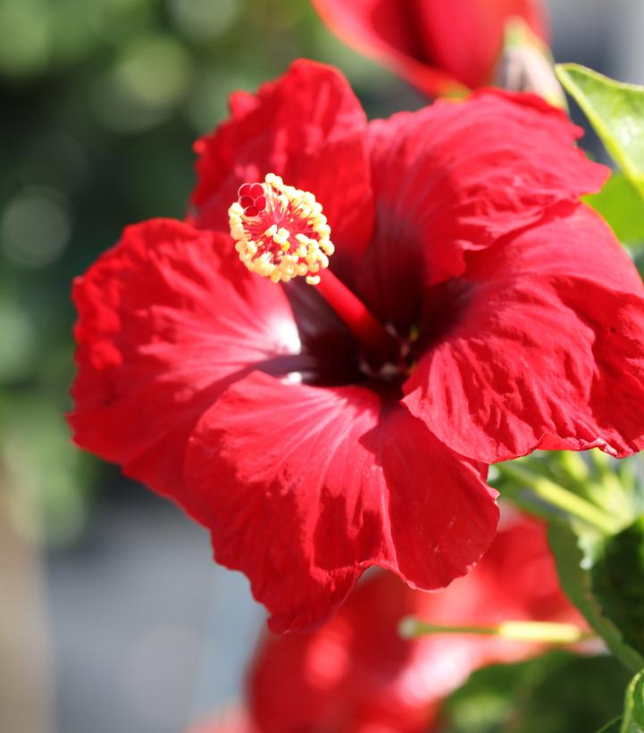 HIBISCUS HOLLYWOOD HIBISCUS® HOT SHOT™