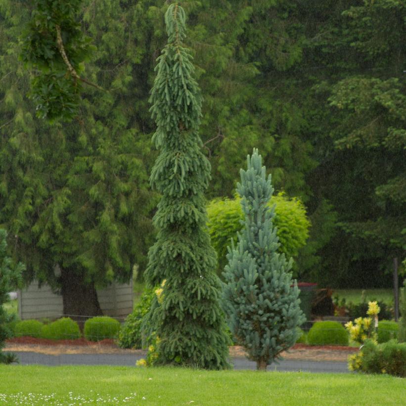PICEA GLAUCA `PENDULA`