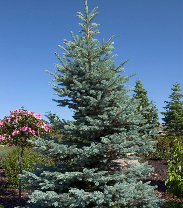 PICEA pung. Fat Albert-Colorado blue spruce