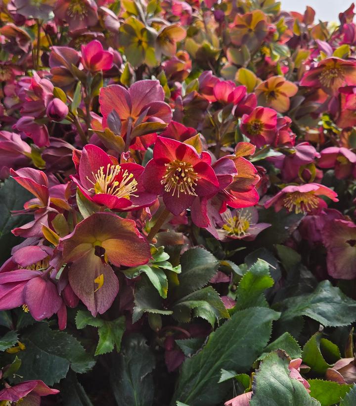 HELLEBORUS HGC® ICE N` ROSES®`RED`