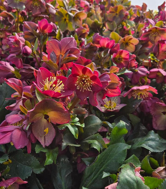 HELLEBORUS HGC® ICE N` ROSES®`RED`