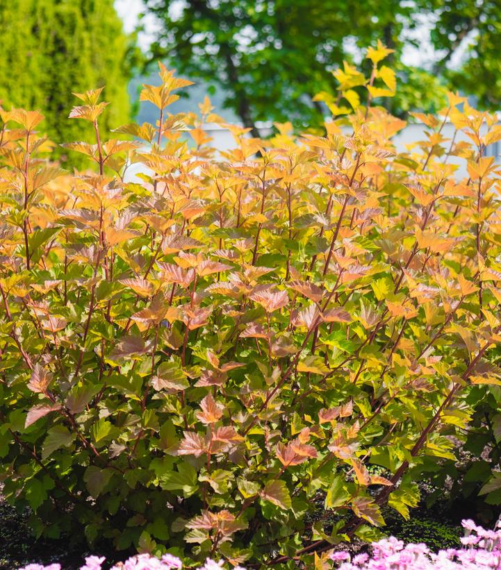 PHYSOCARPUS `SAVANNAH SUNSET`