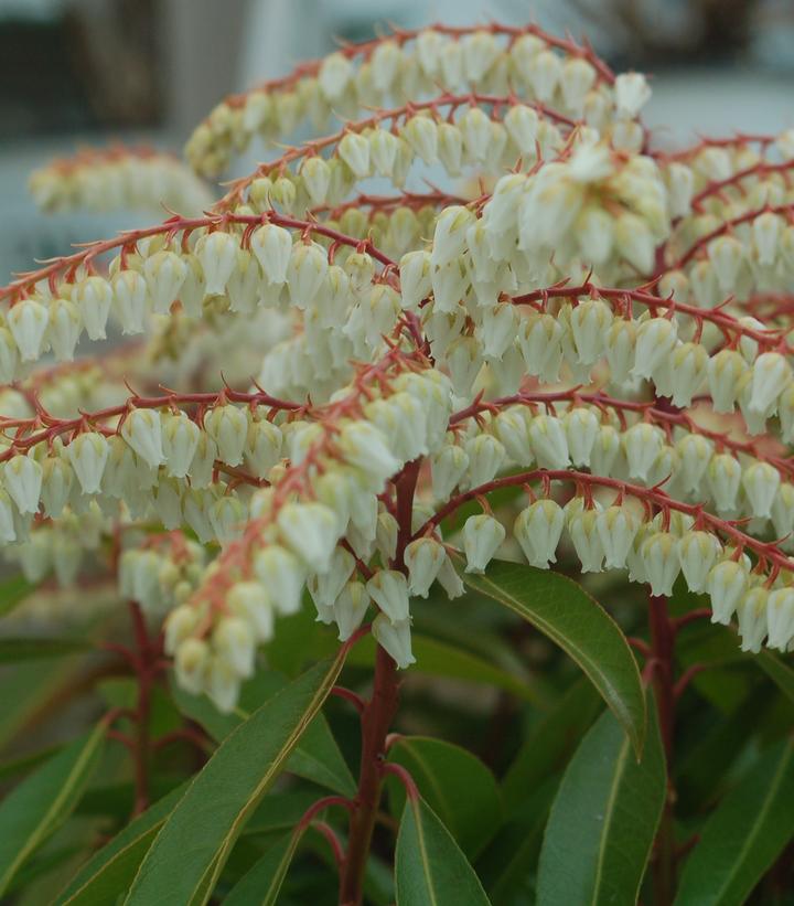PIERIS X `BROUWER`S BEAUTY`