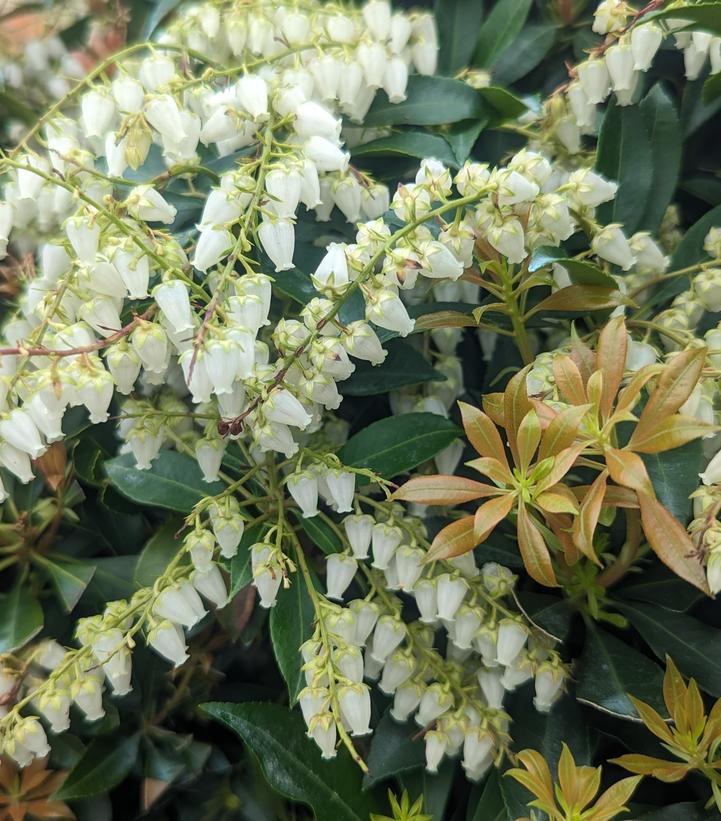 PIERIS JAPONICA `COMPACTA`
