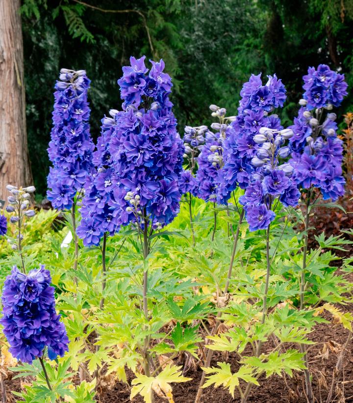 DELPHINIUM LASER BEAM™