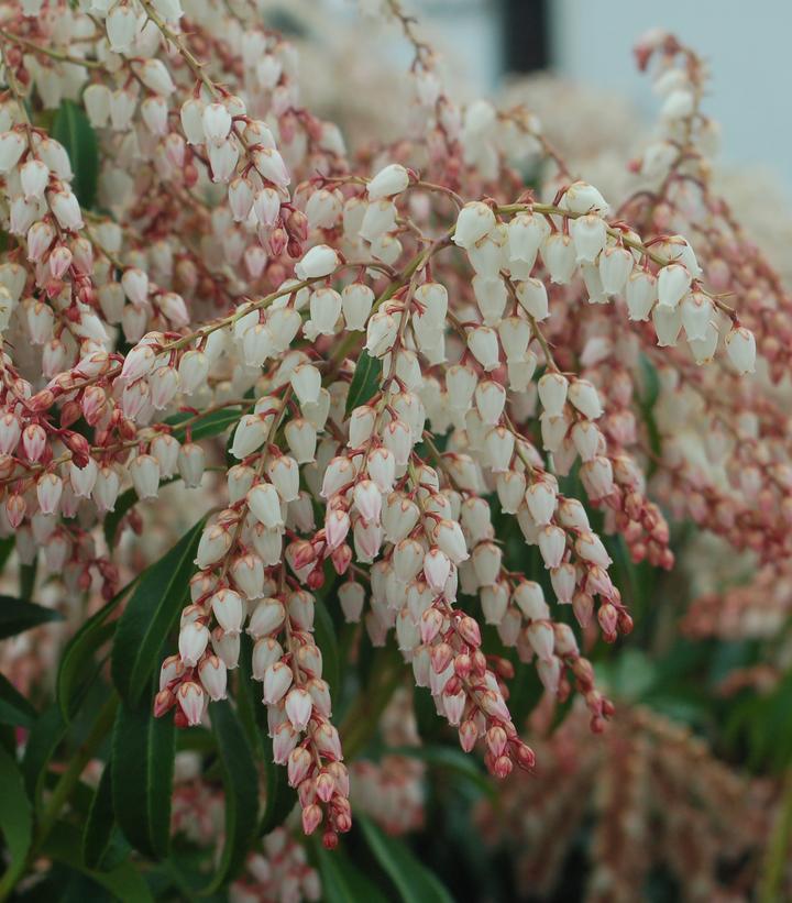 PIERIS JAPONICA `DOROTHY WYCOFF`