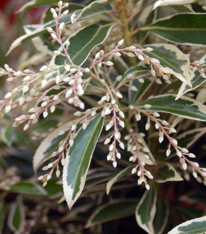 PIERIS JAPONICA `FLAMING SILVER`
