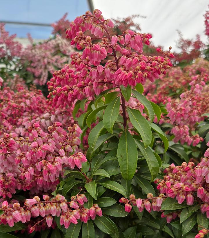 PIERIS JAP. ENCHANTED FOREST `IMPISH ELF`