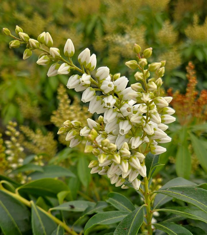 PIERIS JAP. ENCHANTED FOREST `RIVER RUN`