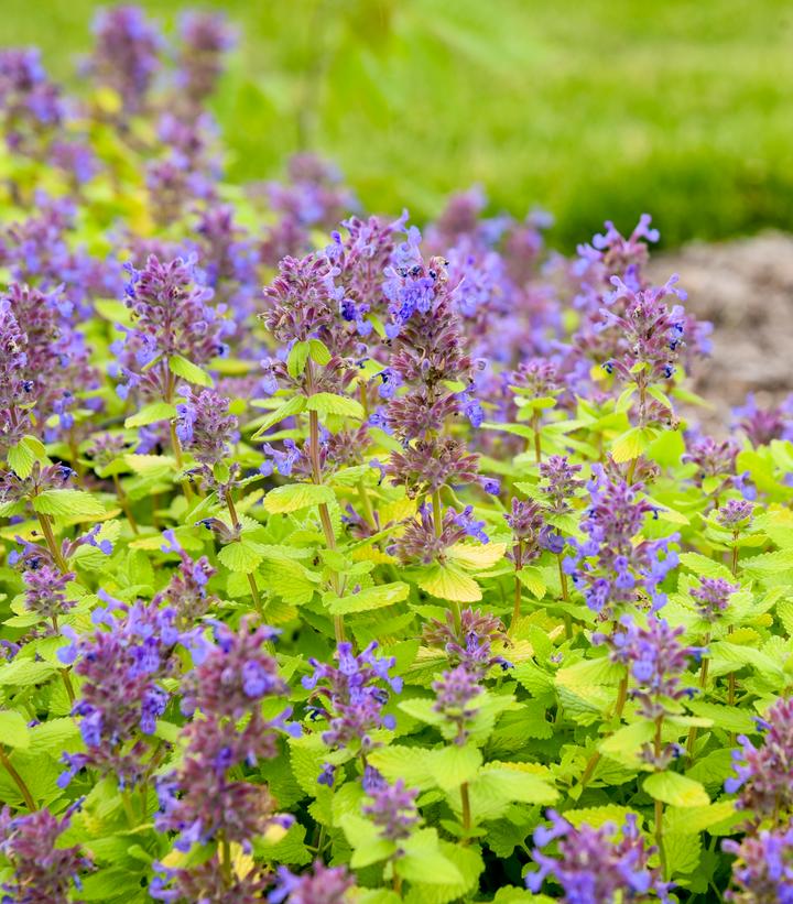 NEPETA `LEMON PURRFECTION`