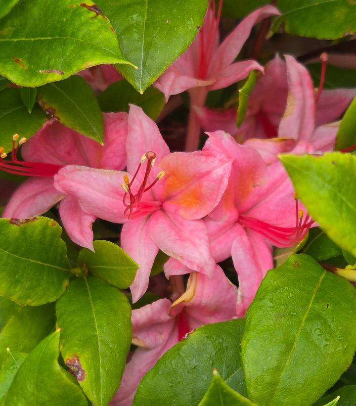 AZALEA `WESTON'S PENNSYLVANIA`