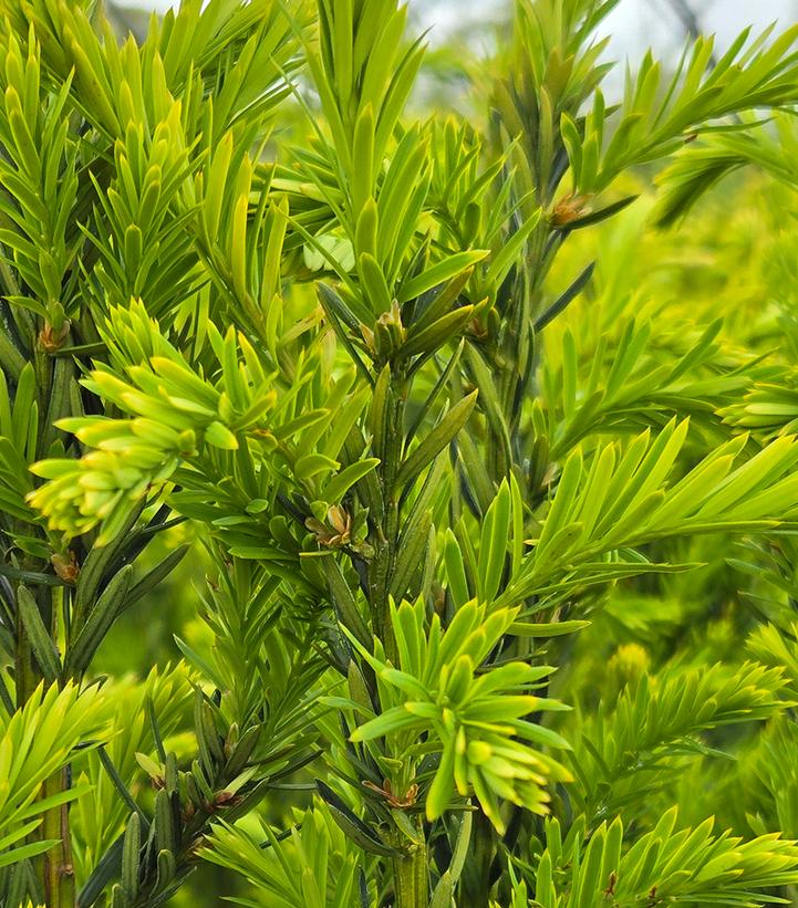 TAXUS X MEDIA `HILLII`-Yew