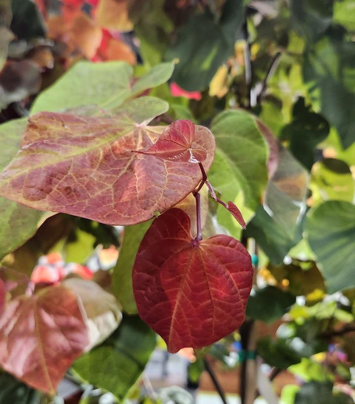 CERCIS CANADENSIS `HEARTS A`FIRE`
