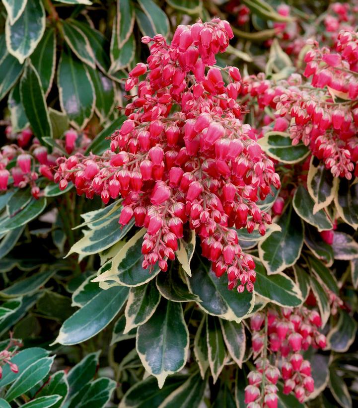 PIERIS JAPONICA `PASSION FROST`