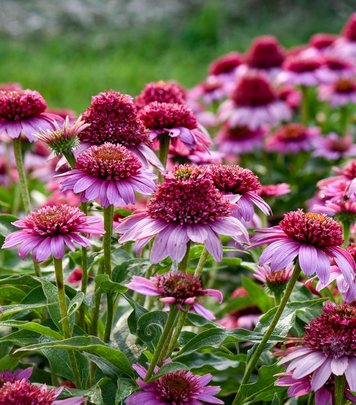 ECHINACEA DOUBLE CODED `EVERYTHING'S ROSY`