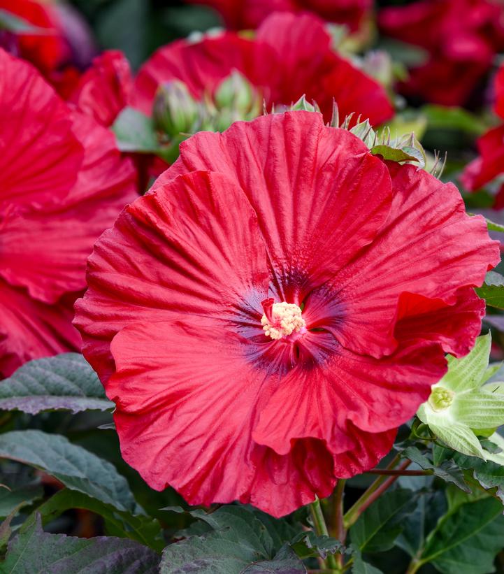 HIBISCUS SUMMERIFIC `GARNET GLOBES`