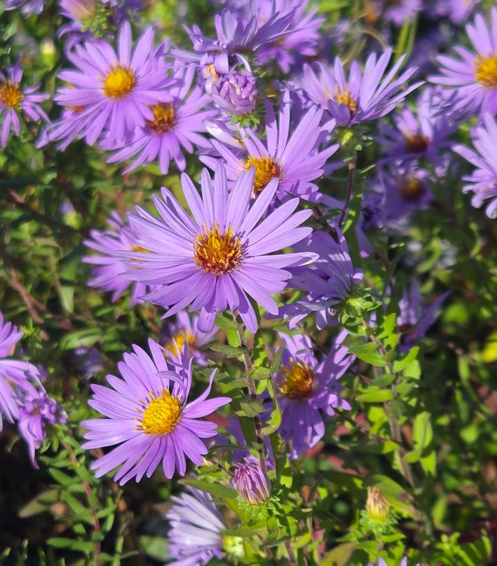 ASTER OBLONGIFOLIUS-Aromatic Aster